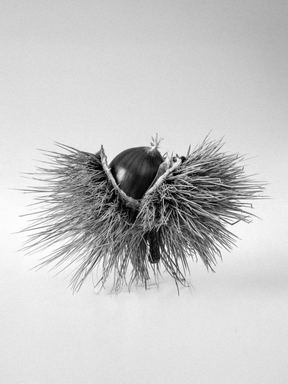 CANDLE NOIR FORET