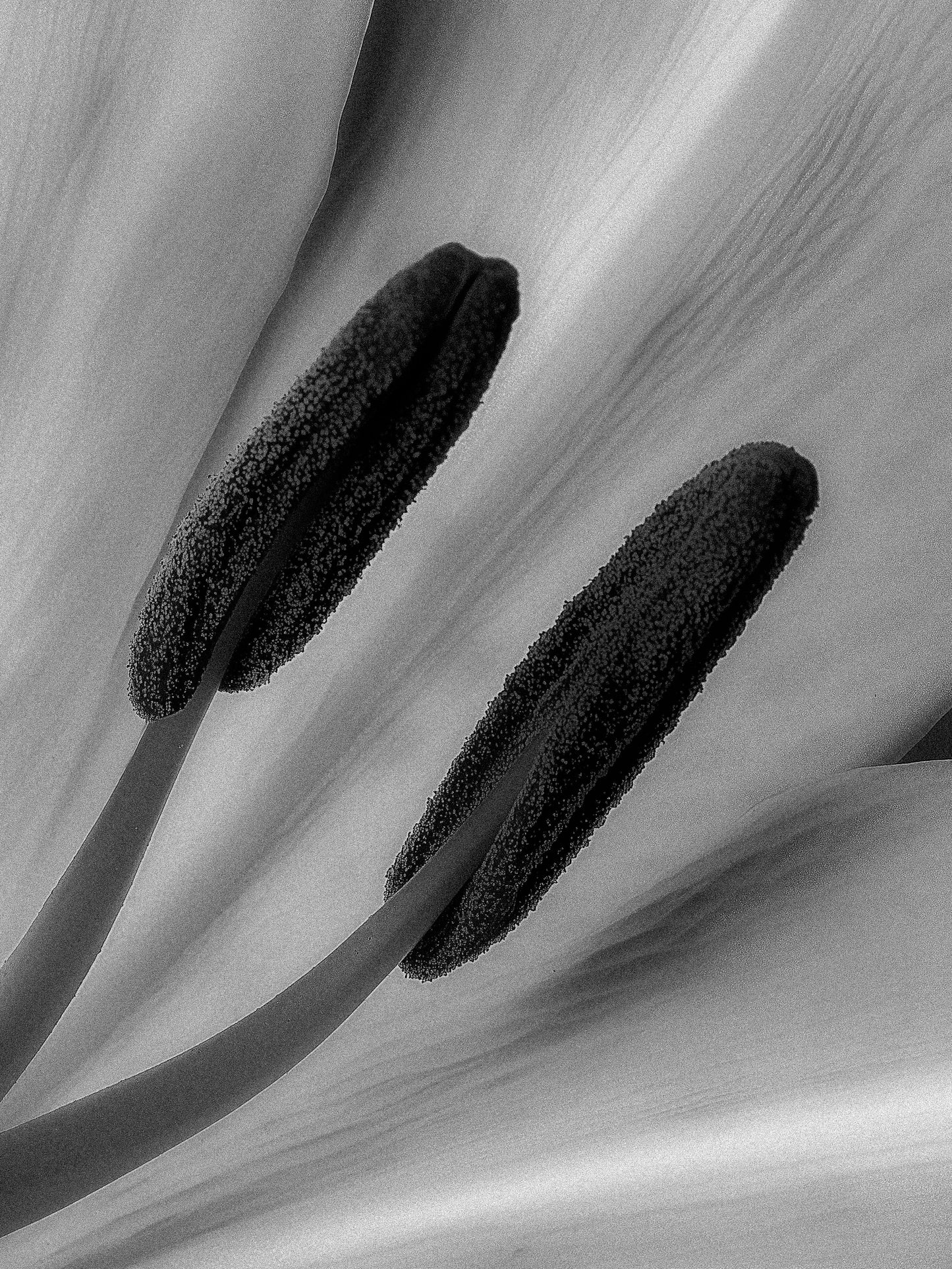 CANDLE BLOSSOM